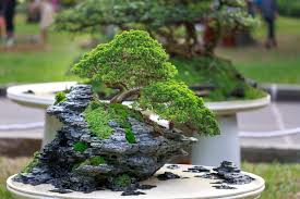 Teste Bonsai 3