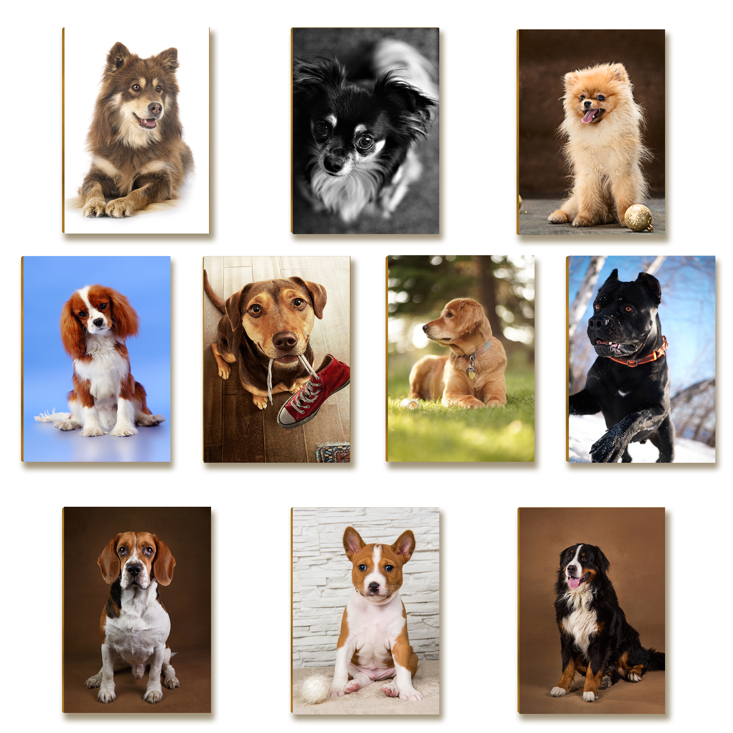 Kit 10 Placas MDF Cachorros Parede Criativa e Divertida DC16